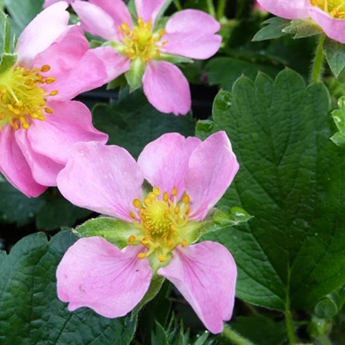 Fraisier rose Pink Panda