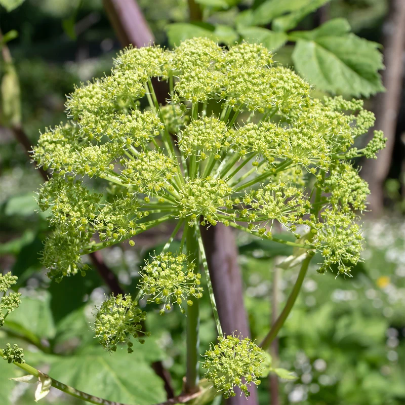 Angélique officinale