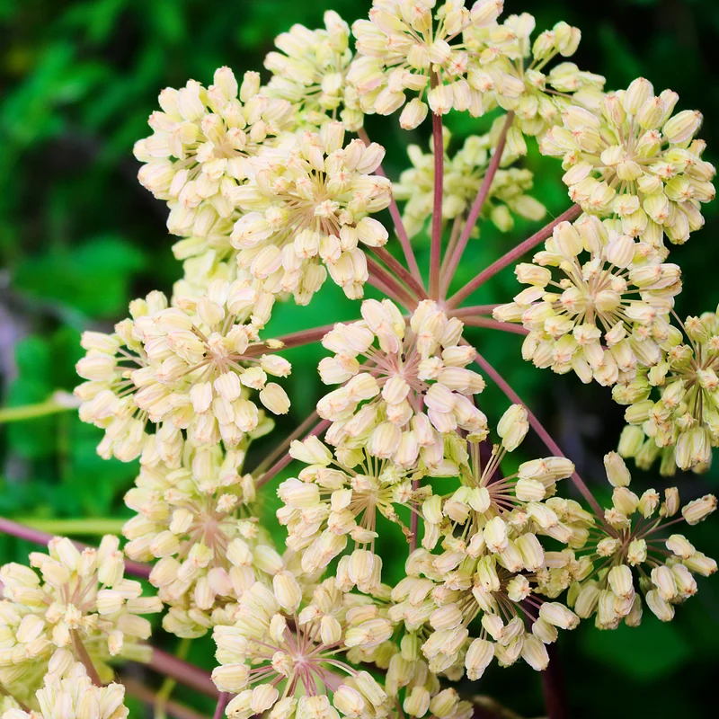 Angélique officinale