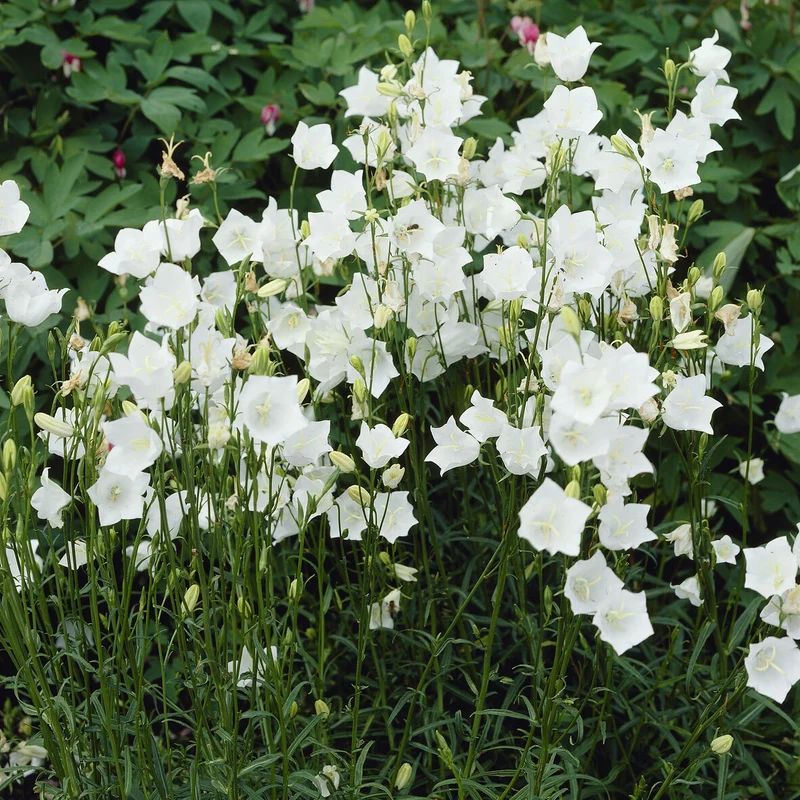 Campanule à feuilles de pêcher Alba