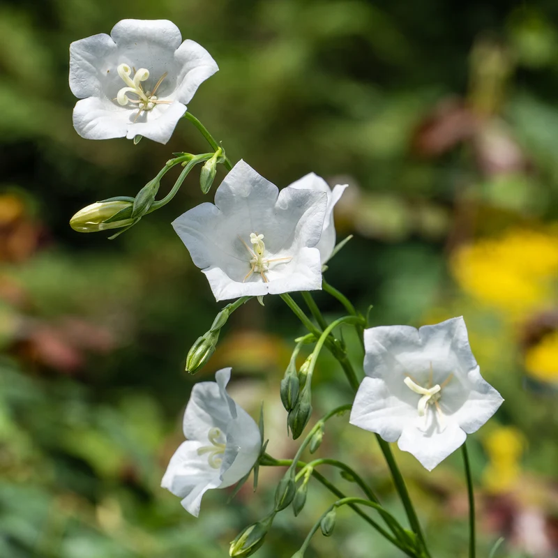 Campanule à feuilles de pêcher Alba