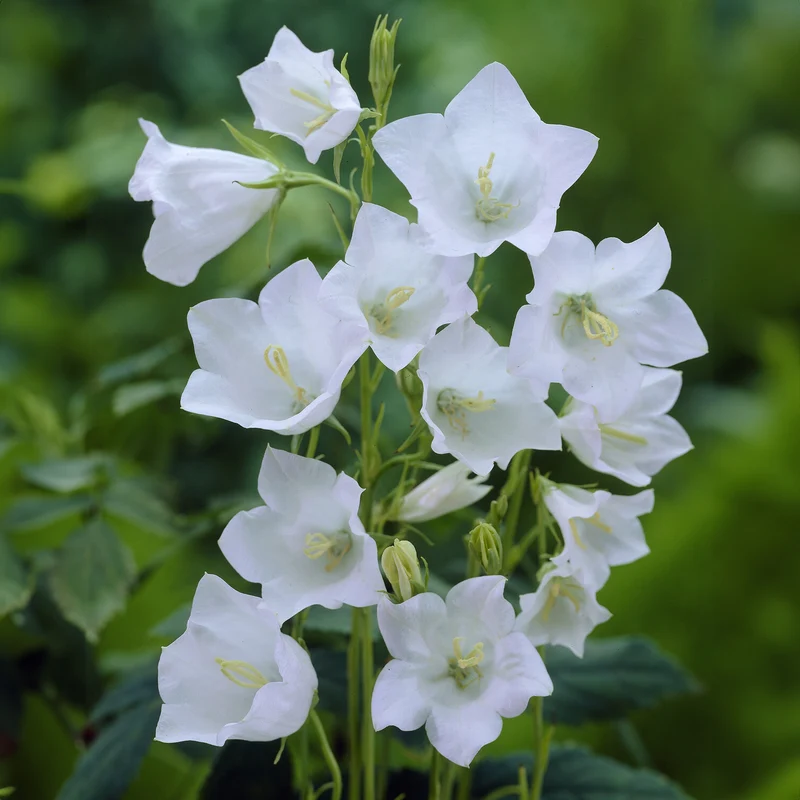 Campanule à feuilles de pêcher Alba