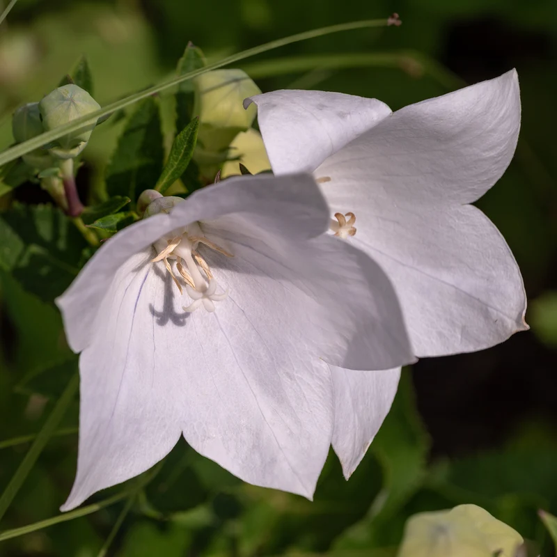 Campanule à feuilles de pêcher Alba