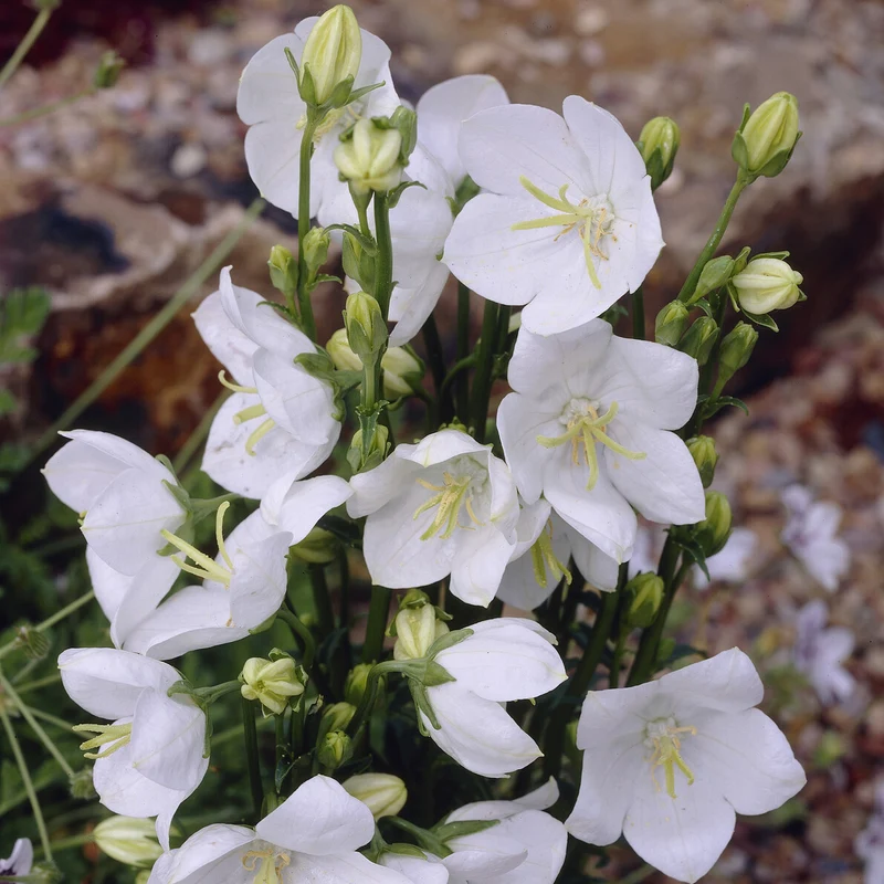 Campanule à feuilles de pêcher Alba