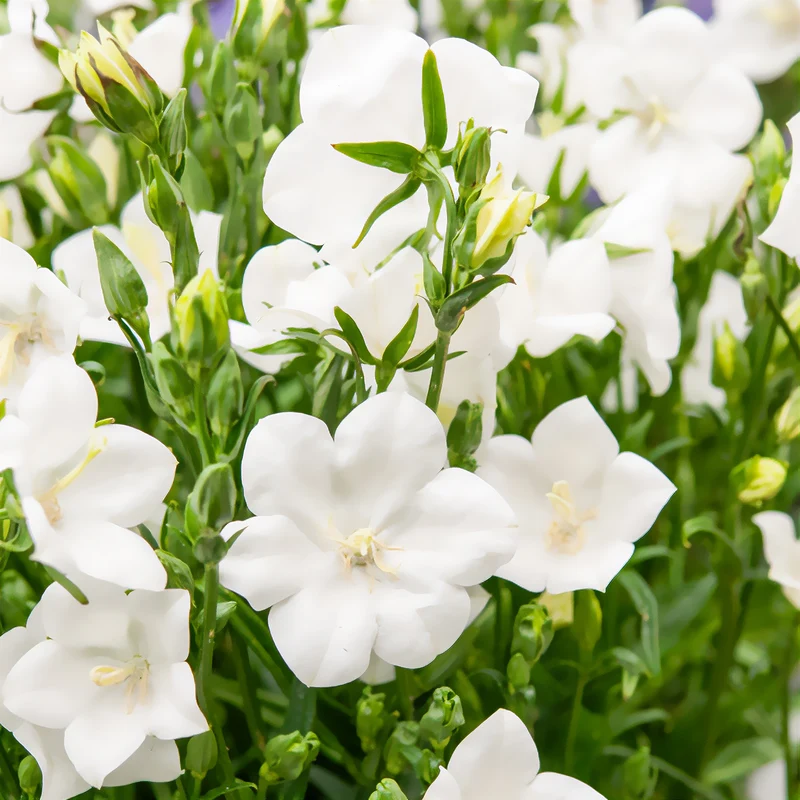 Campanule à feuilles de pêcher Alba