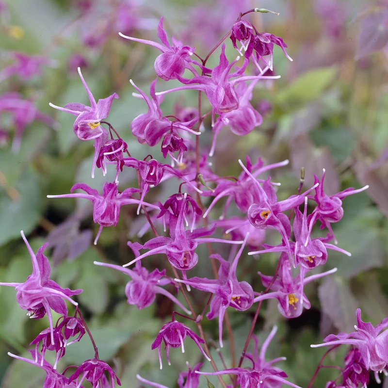 Epimedium à grandes fleurs Lilafee