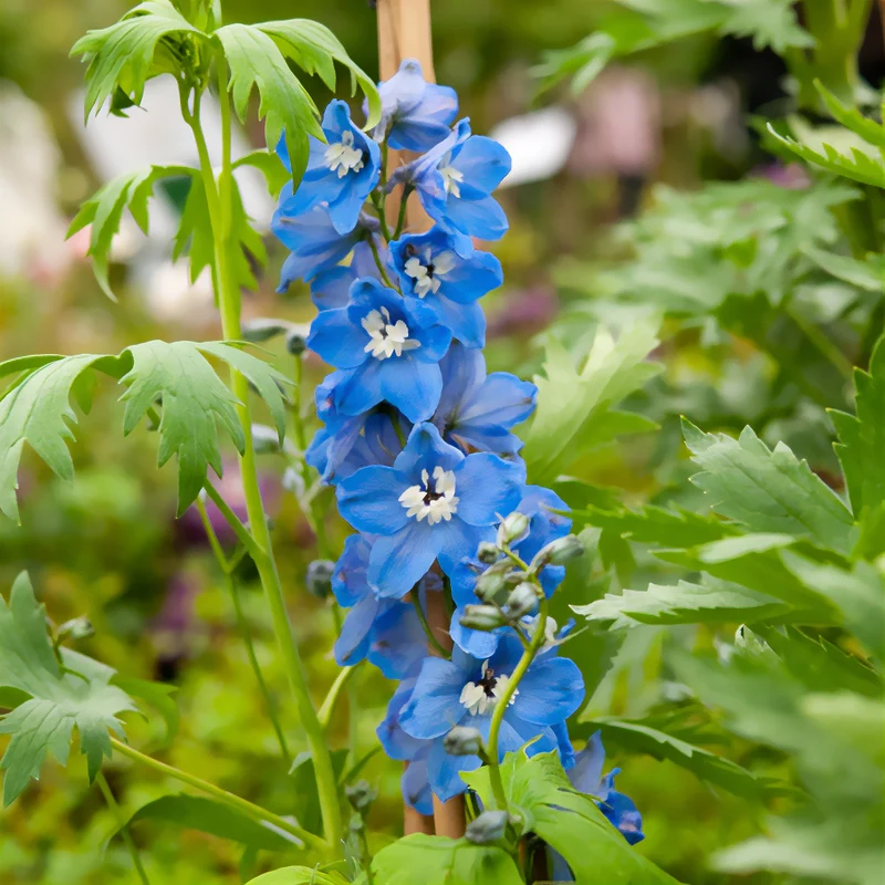 Delphinium géant Summer Skies