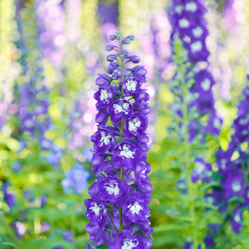Delphinium géant King Arthur