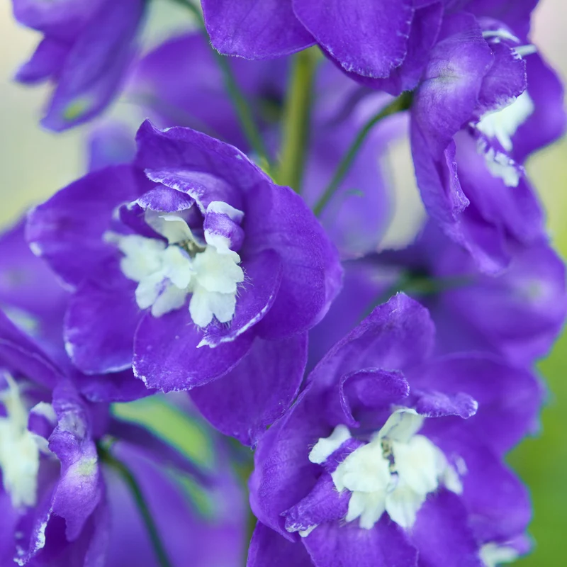 Delphinium géant King Arthur
