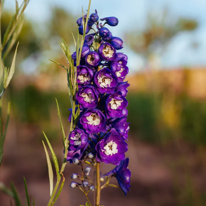 Delphinium géant King Arthur