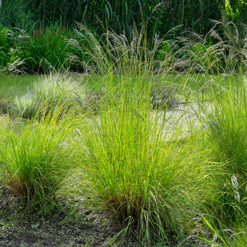 Herbe d'amour courbée
