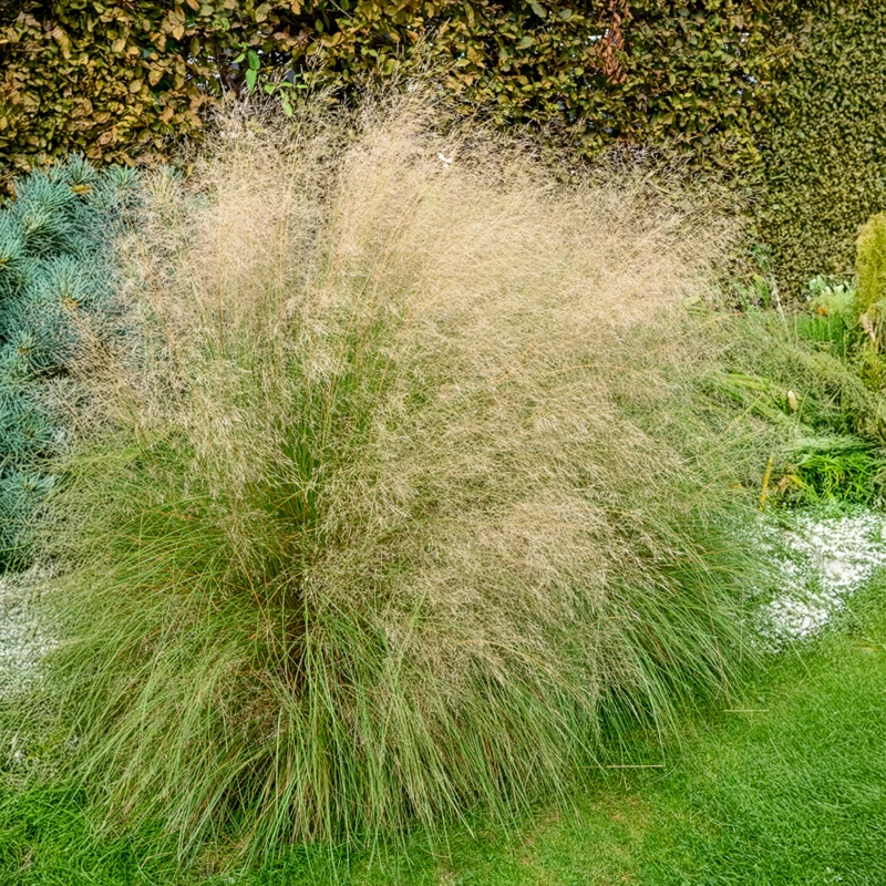Herbe d'amour courbée