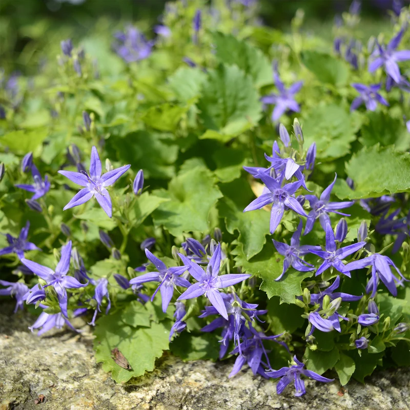 Campanule étoilée