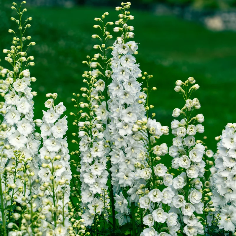 Delphinium géant Galahad
