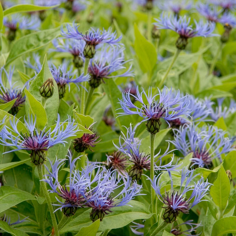 Centaurée bleue des montagnes