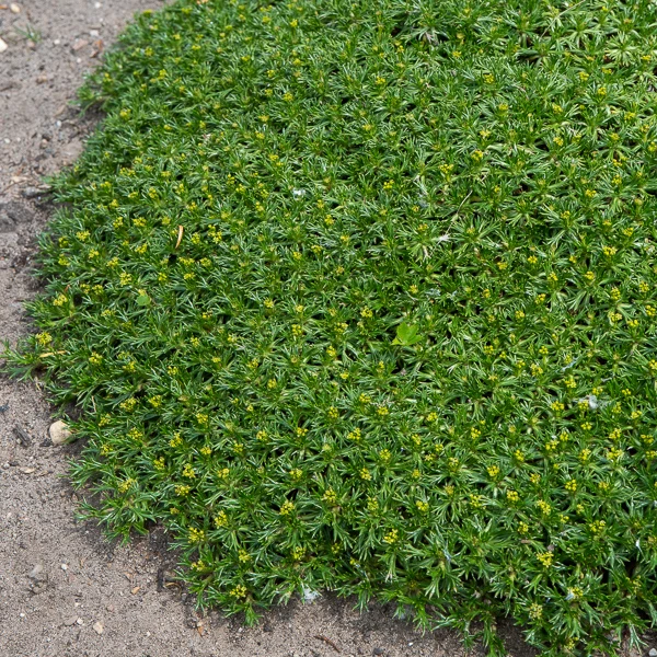 Azorelle