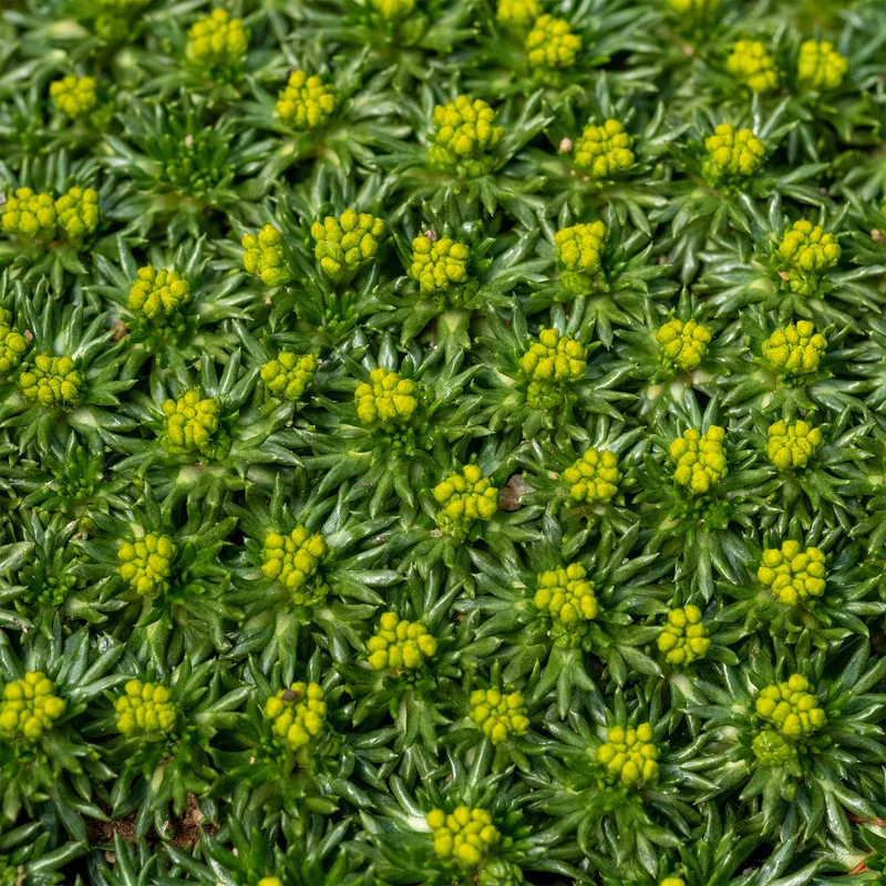 Azorelle