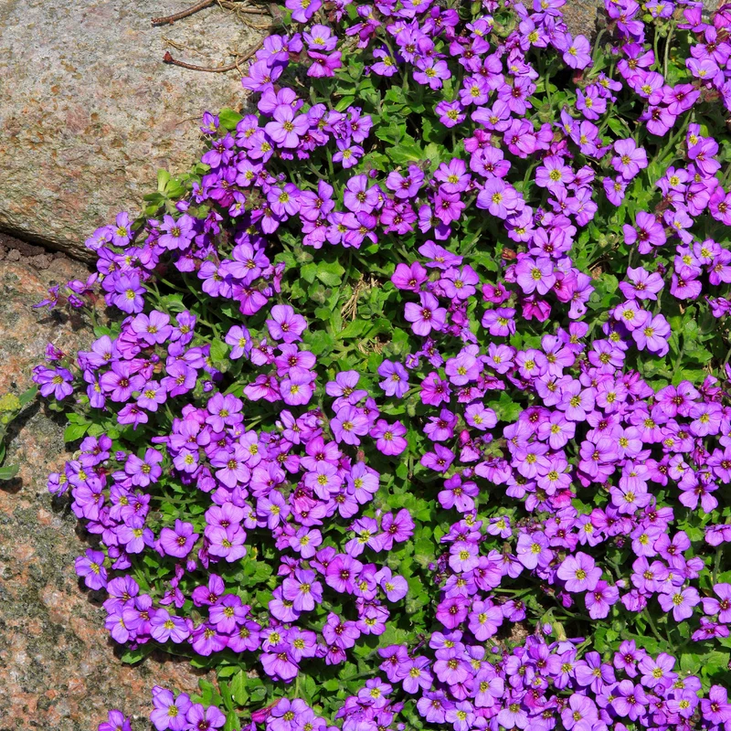 Aubriète Hamburger Stadtpark