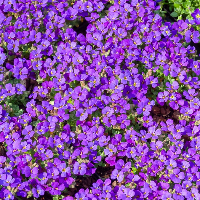 Aubriète Hamburger Stadtpark