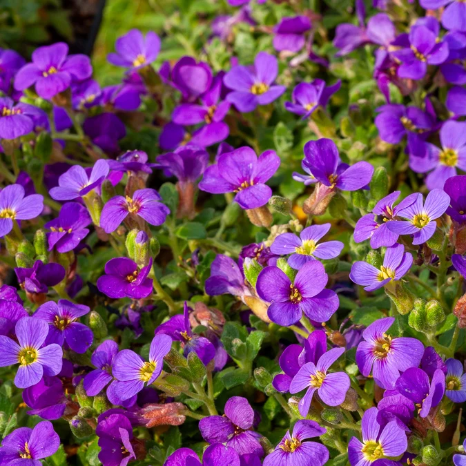 Aubriète Hamburger Stadtpark