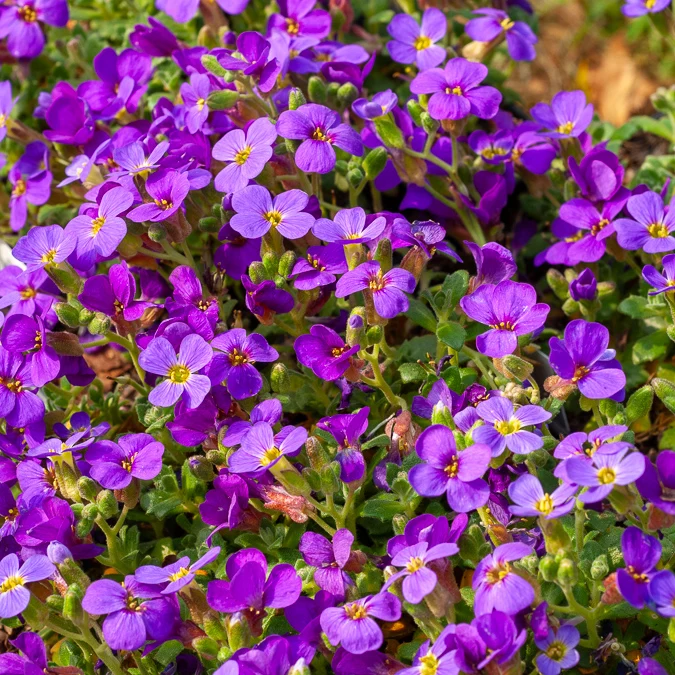 Aubriète Hamburger Stadtpark