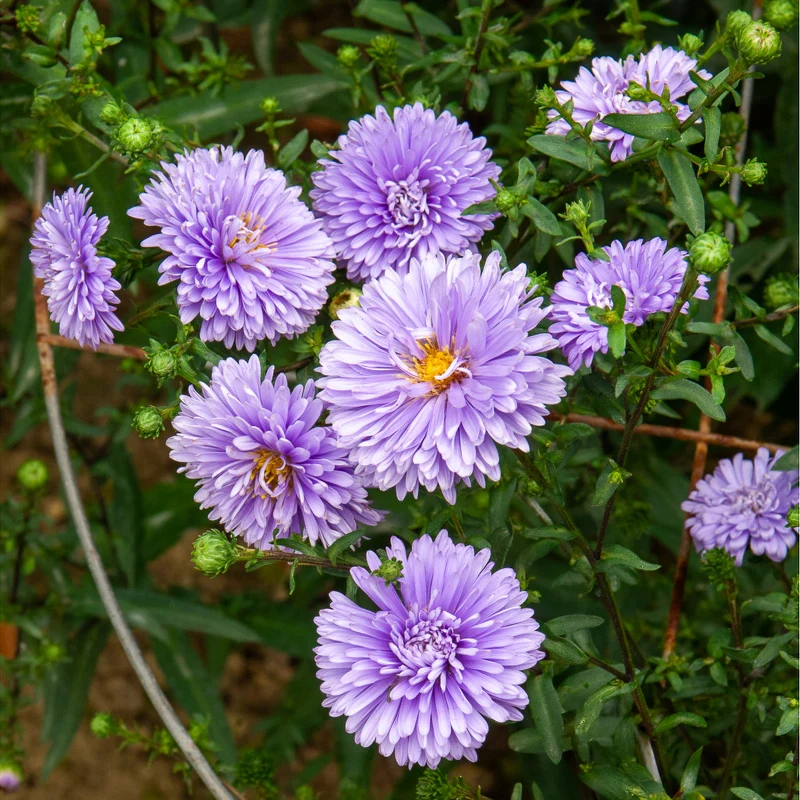 Aster de Nouvelle-Belgique Marie Ballard