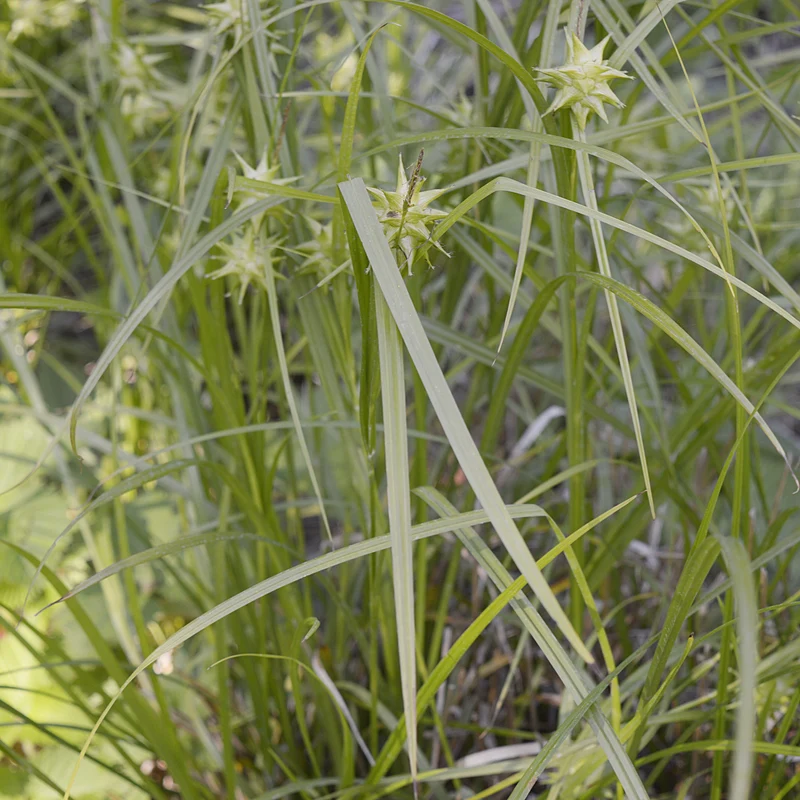 Laîche massue