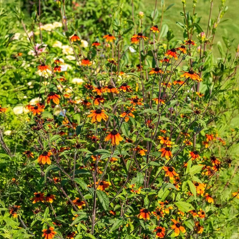Rudbeckie trilobée Prairie Glow