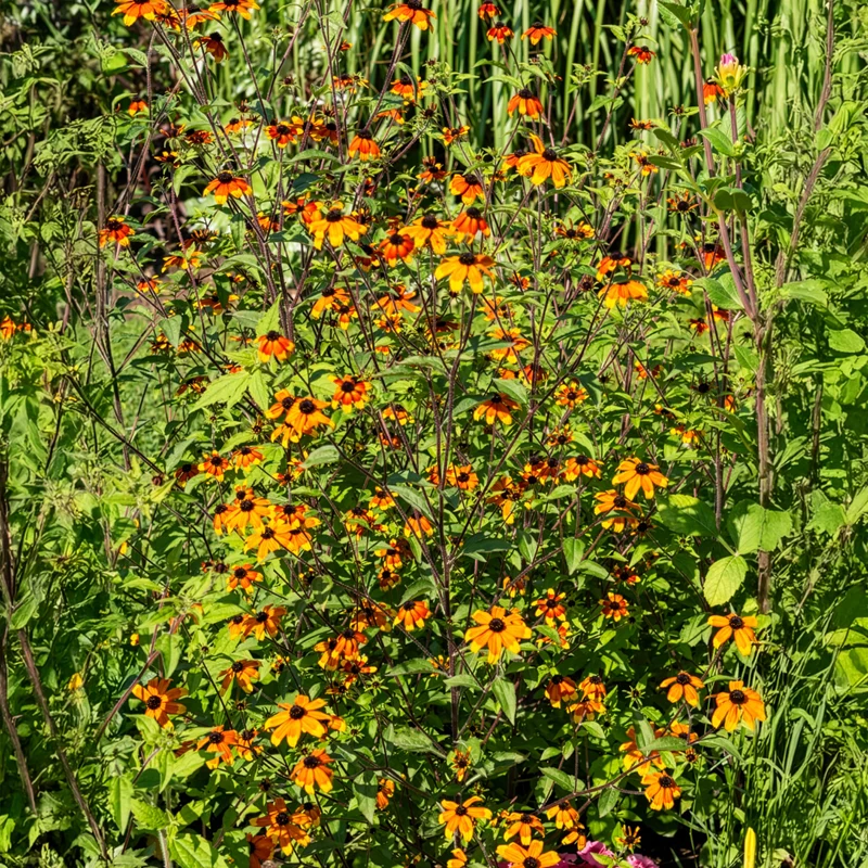 Rudbeckie trilobée Prairie Glow