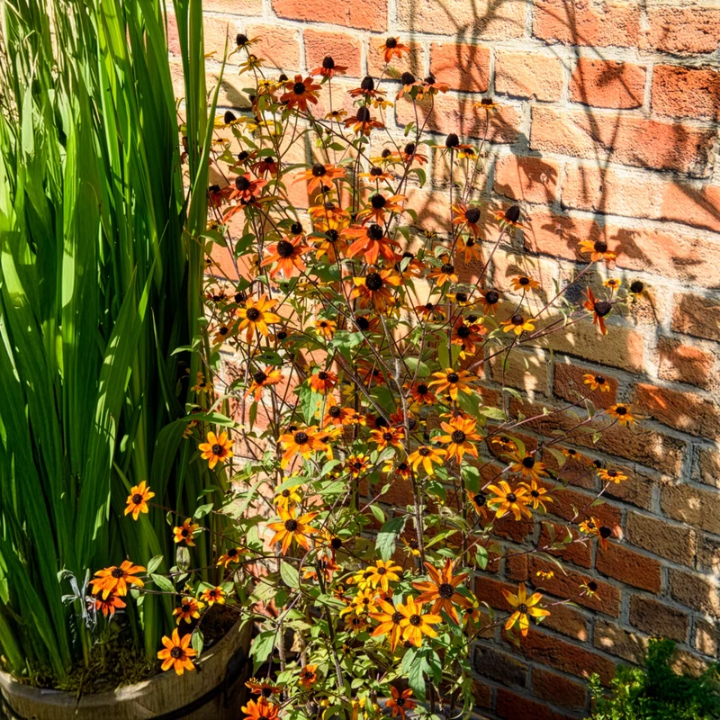 Rudbeckie trilobée Prairie Glow