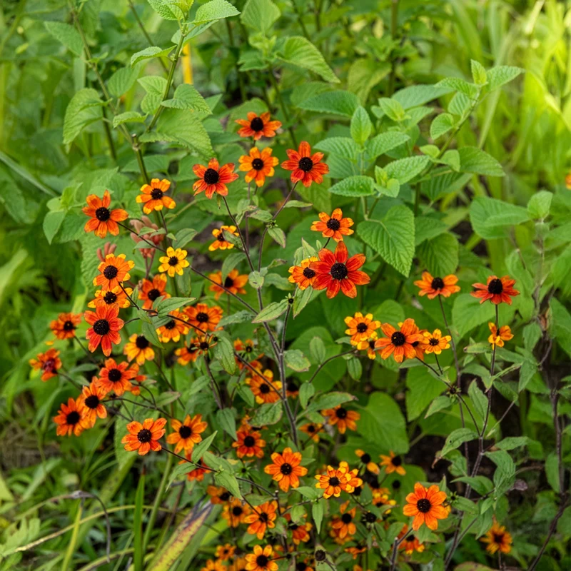 Rudbeckie trilobée Prairie Glow