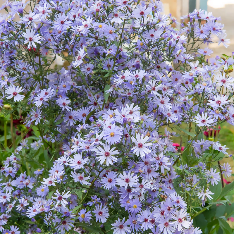 Aster d'automne Little Carlow