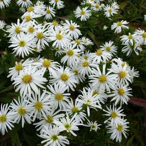 Aster dumosus Kristina