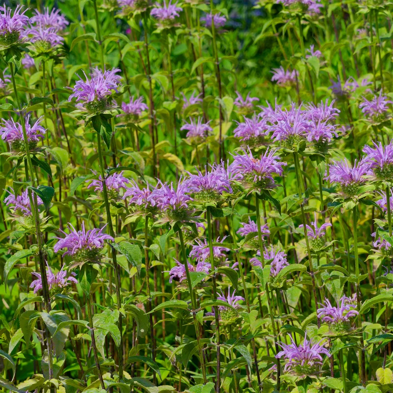 Monarde à feuille de menthes