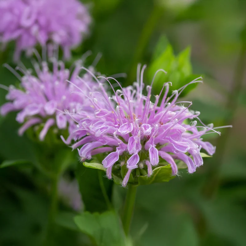 Monarde à feuille de menthes