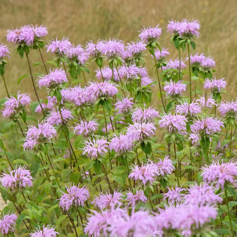 Monarde à feuille de menthes