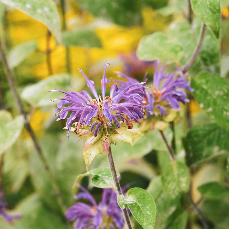 Monarde à feuille de menthes
