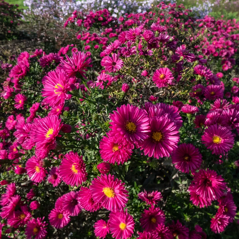 Aster nain d'automne Jenny