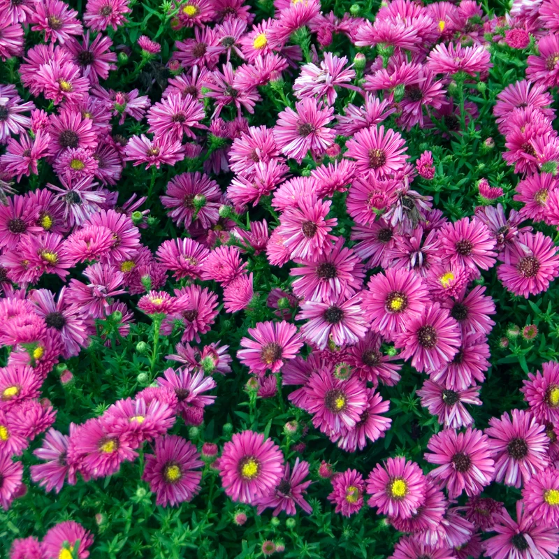 Aster nain d'automne Jenny