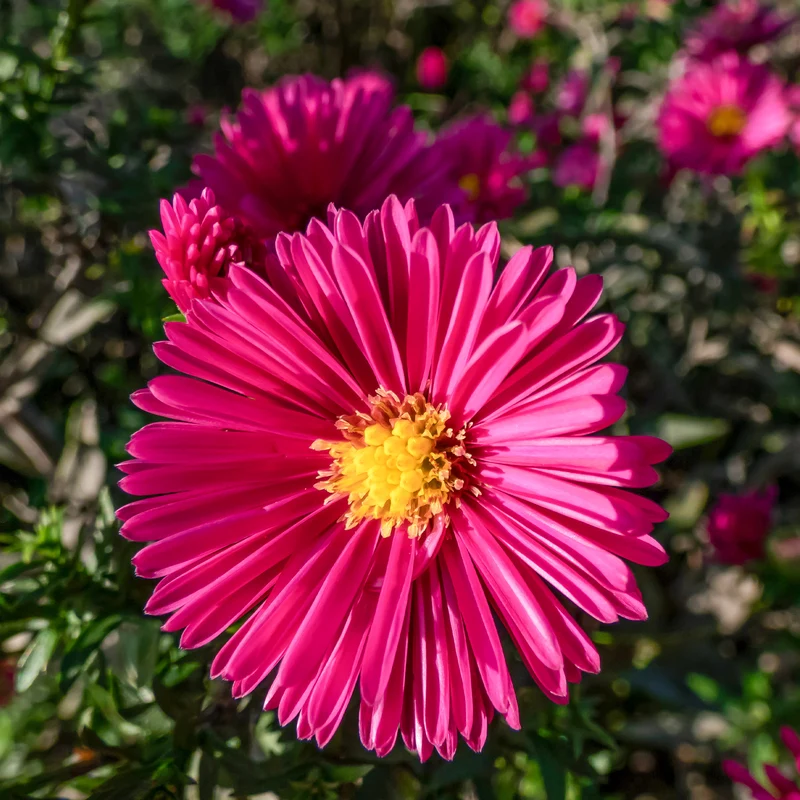 Aster nain d'automne Jenny