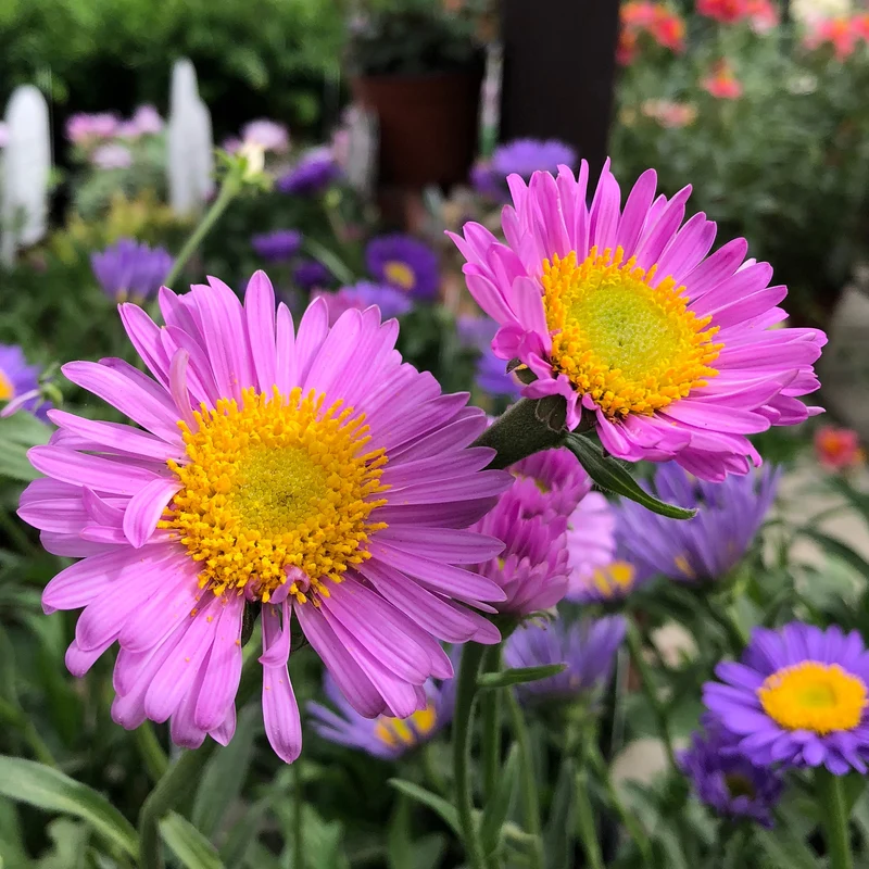 Aster des Alpes Happy End