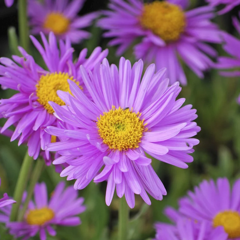 Aster des Alpes Happy End