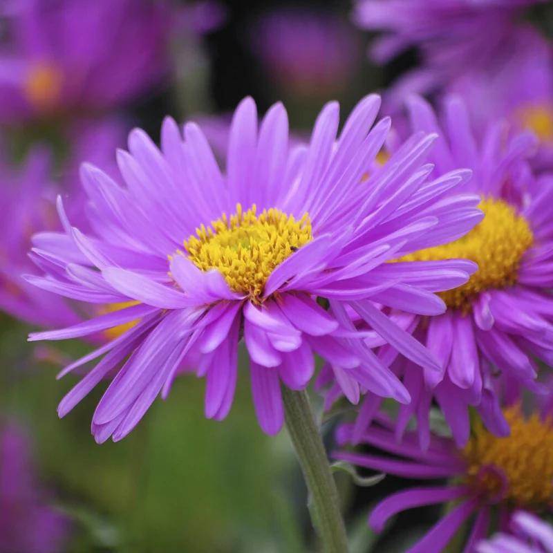 Aster des Alpes Happy End