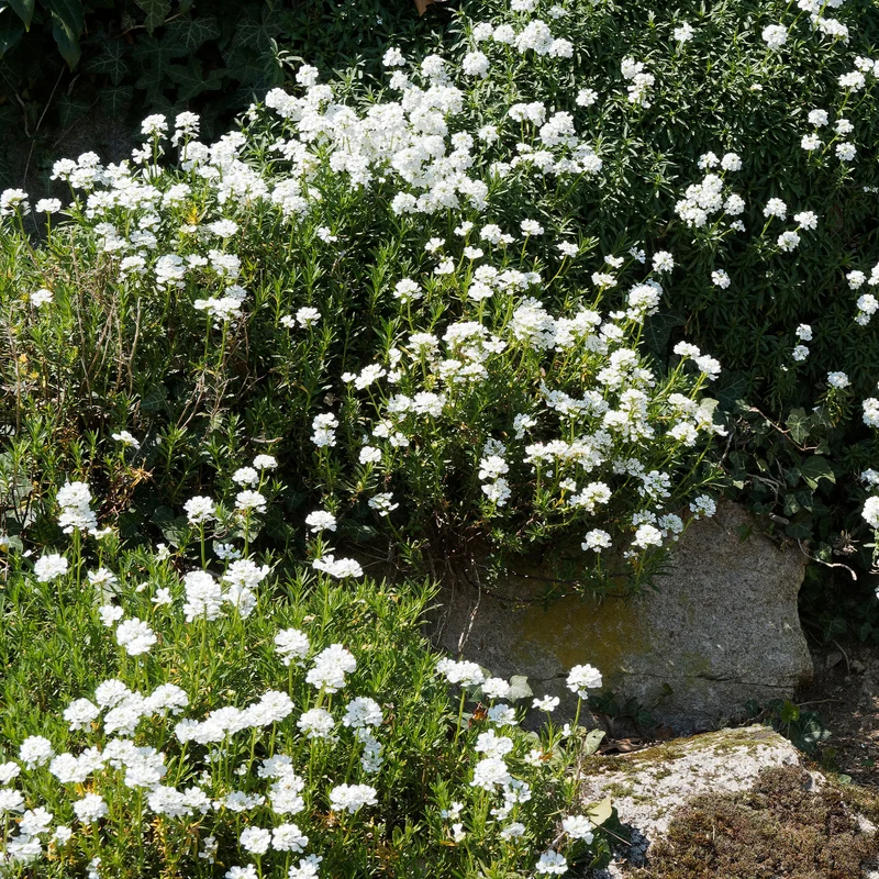 Corbeille d'argent