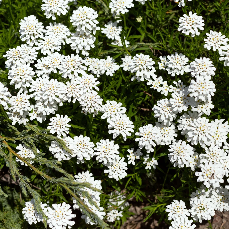 Corbeille d'argent