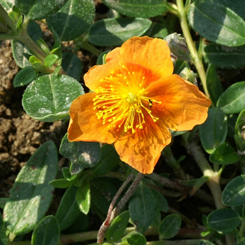 Hélianthème Bronzeteppich