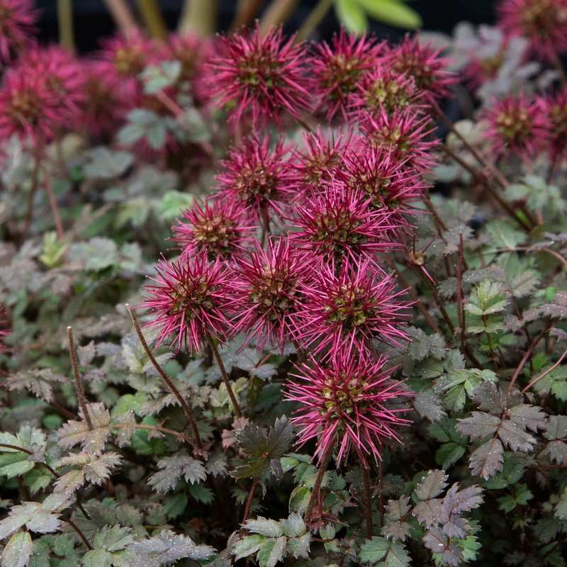 Lampourde à petites feuilles Kupferteppich
