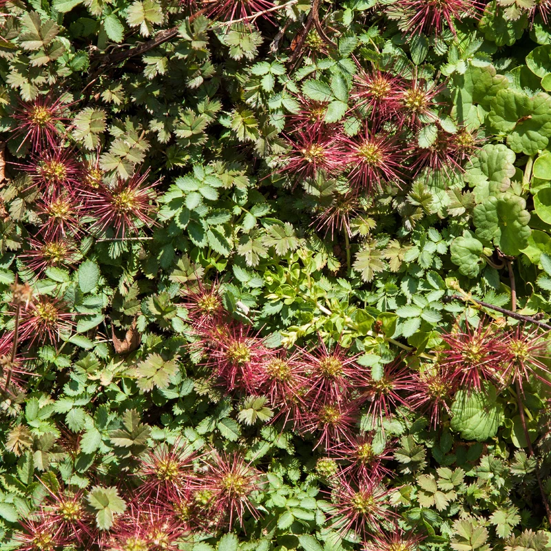 Lampourde à petites feuilles Kupferteppich