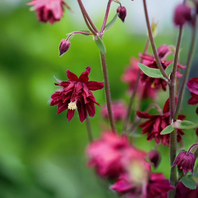 Ancolie vulgaris Ruby Port
