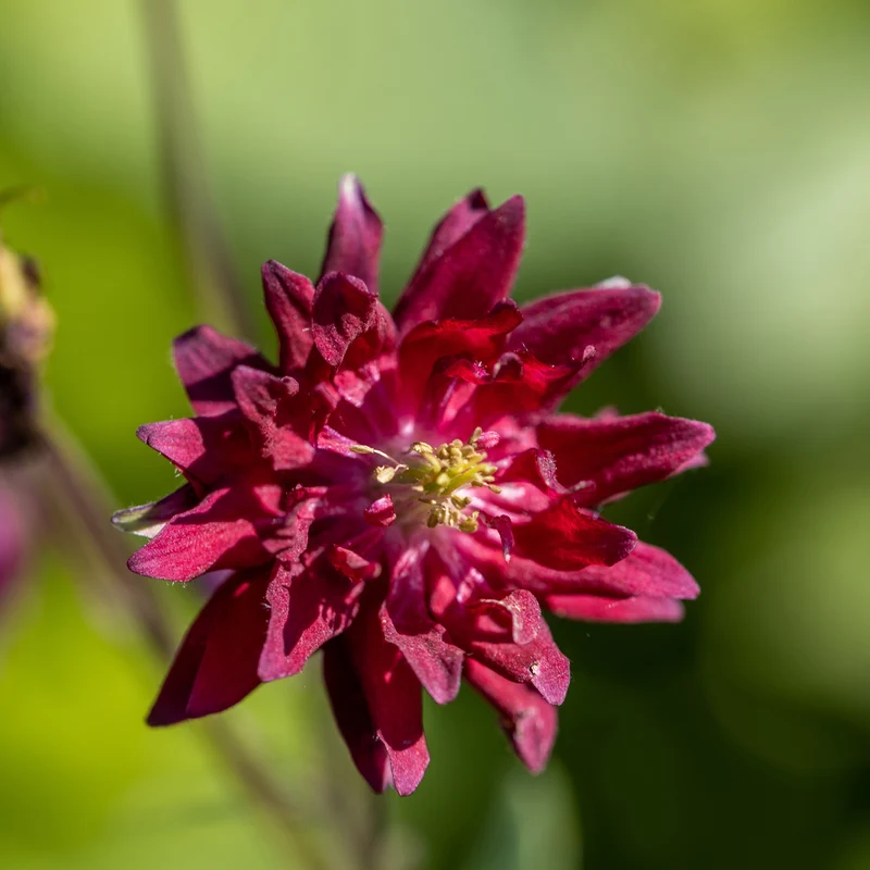 Ancolie vulgaris Ruby Port